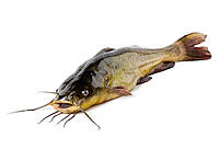 Catfish