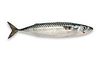 Sardine