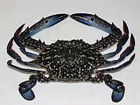 Blue Swimming Crab