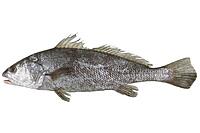 Croaker