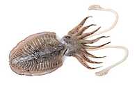 Cuttlefish