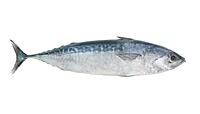 Frigate Tuna