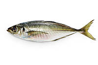 Horse Mackerel