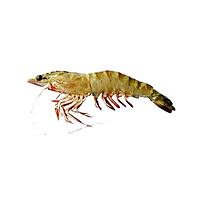 White Indian Shrimp