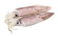 Squid