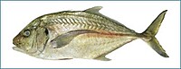 Trevally
