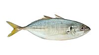 Yellowtail Scad