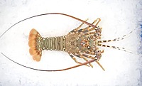Rock Lobster