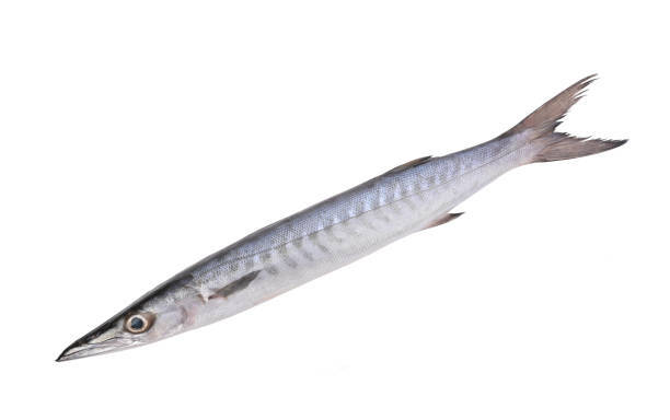 Barracuda