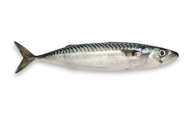 Chub Mackerel