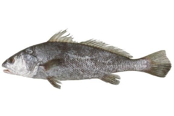 Croaker
