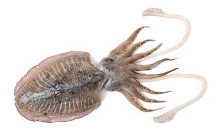 Cuttlefish