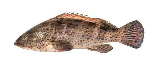 Grouper White-Black-Spotted