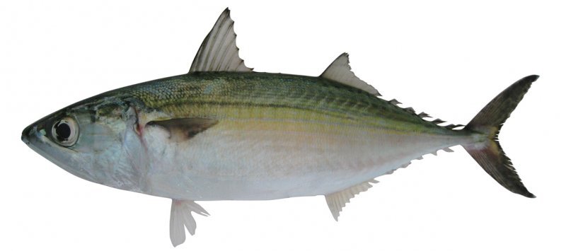 Indian Mackerel