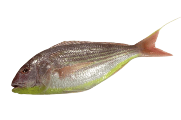 Japanese threadfin Bream