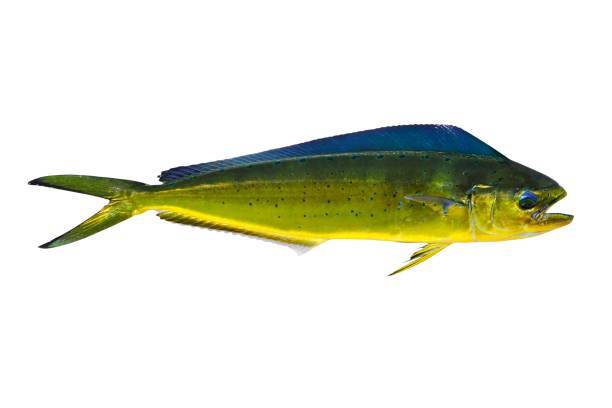 Mahi Mahi