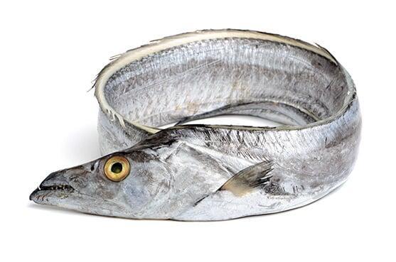 Ribbonfish