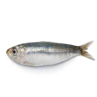 Sardine