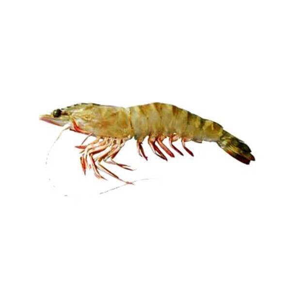 White Indian Shrimp