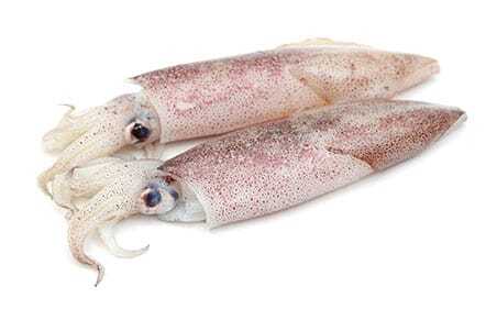 Squid