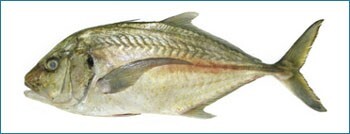 Trevally