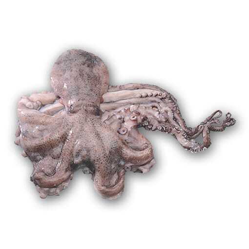 Octopus